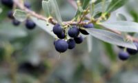 lentisco, aderno-de-folhas-estreitas - Phillyrea angustifolia (17) lentisco, aderno-de-folhas-estreitas - Phillyrea angustifolia (17)