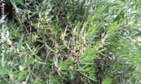 lentisco, aderno-de-folhas-estreitas - Phillyrea angustifolia (18) lentisco, aderno-de-folhas-estreitas - Phillyrea angustifolia (18)