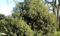 lentisco, aderno-de-folhas-estreitas - Phillyrea angustifolia (21) lentisco, aderno-de-folhas-estreitas - Phillyrea angustifolia (21)