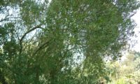 lentisco, aderno-de-folhas-estreitas - Phillyrea angustifolia (22) lentisco, aderno-de-folhas-estreitas - Phillyrea angustifolia (22)