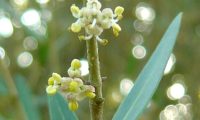 lentisco, aderno-de-folhas-estreitas - Phillyrea angustifolia (4.1)