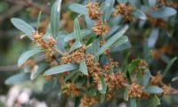 lentisco, aderno-de-folhas-estreitas - Phillyrea angustifolia (9) lentisco, aderno-de-folhas-estreitas - Phillyrea angustifolia (9)