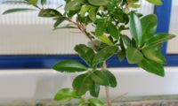 páginas superiores de pau‑branco - Picconia azorica lustroso das páginas superiores de pau‑branco - Picconia azorica