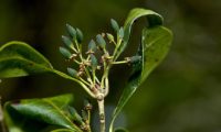 frutos verdes de pau‑branco - Picconia azorica drupas verdes de pau‑branco - Picconia azorica