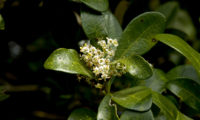 ramalhete de flores de pau‑branco - Picconia azorica ramalhete de flores brancas de pau‑branco - Picconia azorica