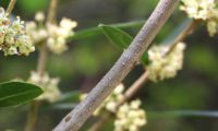 lentisco, aderno-de-folhas-estreitas - Phillyrea angustifolia lentisco, aderno-de-folhas-estreitas - Phillyrea angustifolia