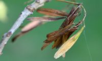 grupo de sâmaras com o o ápice truncado de freixo-florido - Fraxinus ornus grupo de sâmaras em que se vê bem o ápice truncado de freixo-florido - Fraxinus ornus
