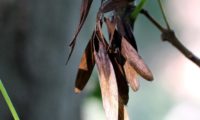 sâmaras de freixo-florido que permanecem todo o Outono e Inverno na árvore - Fraxinus ornus cacho de sâmaras de freixo-florido que permanecerá todo o Outono e Inverno na árvore - Fraxinus ornus - Fraxinus ornus
