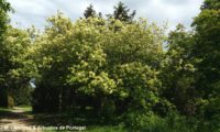 freixo-florido em floração branco-esverdeado, devido à presença das folhas desabrochadas- Fraxinus ornus hábito de freixo-florido em floração branco-esverdeado, devido às folhas desabrochadas- Fraxinus ornus