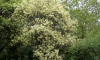 aspecto da copa arredondada de freixo-florido em floração- Fraxinus ornus copa arredondada de freixo-florido em floração- Fraxinus ornus