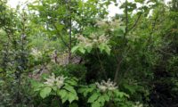 jovem pé de freixo-florido - Fraxinus ornus jovem pé de freixo-florido, junto a uma sebe- Fraxinus ornus