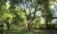 tronco curto e ramificado de freixo-florido - Fraxinus ornus aspecto do tronco curto e ramificado de freixo-florido - Fraxinus ornus
