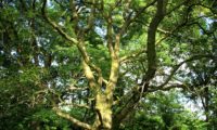 aspecto do tronco curto com pernadas baixas de freixo-florido - Fraxinus ornus aspecto do tronco curto com pernadas baixas, grosas e ascendentes de freixo-florido - Fraxinus ornus