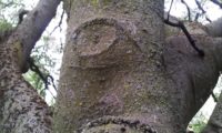 ritidoma verrugoso de freixo-florido adulto - Fraxinus ornus ritidoma verrugoso, permanece cinzento de freixo-florido adulto - Fraxinus ornus
