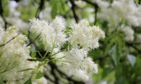 inflorescências de freixo-florido - Fraxinus ornus inflorescências branca de freixo-florido - Fraxinus ornus