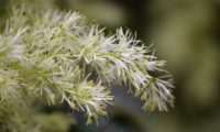 inflorescências detalhadas de freixo-florido - Fraxinus ornus inflorescências detalhadas de freixo-florido, com os estames e anteras evidentes - Fraxinus ornus