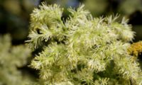inflorescências algo esverdeada de freixo-de-flor - Fraxinus ornus inflorescências algo esverdeada, devido aos órgãos reprodutivos de freixo-de-flor - Fraxinus ornus