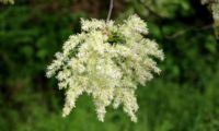 ramalhete de flores brancas de freixo-florido - Fraxinus ornus focalização de ramalhete isolado de flores brancas de freixo-florido - Fraxinus ornus