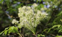 inflorescências erguida de freixo-de-flor - Fraxinus ornus inflorescências erguida algo esverdeada de freixo-de-flor - Fraxinus ornus