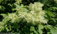 inflorescências de freixo-de-flor, entre a folhagem emergente - Fraxinus ornus inflorescências de freixo-florido, destacando-se da folhagem - Fraxinus ornus