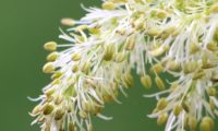pormenor das flores de freixo-florido, com 4 longas pétalas brancas, estames e anteras evidentes, estas carregadas de pólen - Fraxinus ornus pormenor das flores de freixo-florido, com 4 longas pétalas brancas, estames e anteras evidentes, estas carregadas de pólen. É este conjunto, pétalas brancas e anteras carregadas de pólen que dá a cor esverdeada às floração do freixo-das-flores - Fraxinus ornus