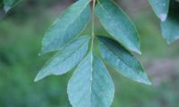 folha de freixo-florido composta por 5 folíolos - Fraxinus ornus folha de freixo-florido composta por 5 folíolos, sendo o folíolo terminal maior e de forma diferente dos laterais - Fraxinus ornus