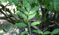 folha composta de freixo-florido com 9 folíolos - Fraxinus ornus folha de freixo-florido composta por 9 folíolos, sendo o folíolo terminal maior e de forma diferente dos laterais - Fraxinus ornus