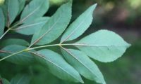 página inferior de freixo-florido, com pubescência junto às nervuras - Fraxinus ornus página inferior de freixo-florido, composta por 5 folíolos, onde se observa a pubescência ferruginosa junto à parte inferior das nervuras principais - Fraxinus ornus