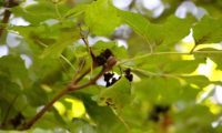 gema acastanhada e tomentosa de freixo-florido - Fraxinus ornus gema acastanhada e tomentosa de freixo-florido, preste a desabrochar na Primavera - Fraxinus ornus
