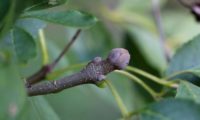dois gomos laterais e um terminal, ovais, densamente tomentosos, de cor cinzento-acastanhado de freixo-florido - Fraxinus ornus pormenor de dois gomos laterais e um terminal, ovais, densamente tomentosos, de cor cinzento-acastanhado de freixo-florido - Fraxinus ornus