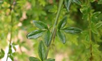 folhas opostas, trifoliadas, brilhantes de jasmim-de-inverno - Jasminum nudiflorum folhas opostas, trifoliadas, de jasmim-de-inverno - Jasminum nudiflorum