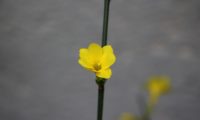 flor solitária de jasmim-de-inverno, semiaberta composta por 7 pétalas, o que é pouco frequente - Jasminum nudiflorum flor solitária de jasmim-de-inverno, semiaberta composta por 7 pétalas (pouco frequente), o carpelo está bem visível - Jasminum nudiflorum
