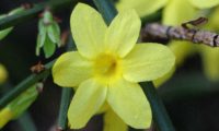 flor de jasmim-de-inverno perfeita, composta por 6 pétalas, com o carpelo bem visível - Jasminum nudiflorum flor de jasmim-de-inverno perfeita, composta por 6 pétalas, com o carpelo bem visível - Jasminum nudiflorum