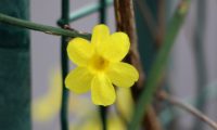 flor de jasmim-de-inverno perfeita, composta por 6 pétalas, com o carpelo visível - Jasminum nudiflorum flor de jasmim-de-inverno perfeita, composta por 6 pétalas, com o carpelo visível - Jasminum nudiflorum