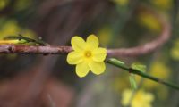 jasmim-de-inverno, cálice com 6 pétalas - Jasminum nudiflorum jasmim-de-inverno flor perfeita, ccálice com 6 pétalas, com o carpelo visível - Jasminum nudiflorum