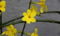 flores solitárias de jasmim-de-inverno - Jasminum nudiflorum grupo de flores solitárias de jasmim-de-inverno - Jasminum nudiflorum
