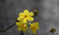 grupo de flores solitárias de jasmim-de-inverno, amarelo-canário do cálice, 6 pétalas, carpelo visível no tubo - Jasminum nudiflorum grupo de flores solitárias de jasmim-de-inverno, amarelo-canário do cálice, 6 pétalas, carpelo visível no tubo - Jasminum nudiflorum