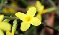 flor solitária de jasmim-de-inverno, aberta, composta por 4 pétalas - Jasminum nudiflorum jasmim-de-inverno, flor solitária aberta, composta por 4 pétalas, facto raro - Jasminum nudiflorum