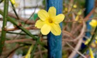 jasmim-de-inverno, flor composta por 6 pétalas - Jasminum nudiflorum jasmim-de-inverno, flor composta por 6 pétalas, com o carpelo visível - Jasminum nudiflorum