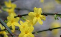 grupo de 5 flores solitárias de jasmim-de-inverno, cálice amarelo, 6 pétalas - Jasminum grupo de 5 flores solitárias de jasmim-de-inverno, cálice amarelo, 6 pétalas, carpelo bem visível no tubo - Jasminum nudiflorum