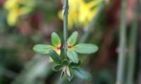 duas folhas de jasmim-de-inverno, com princípio de coloração outonal - Jasminum nudiflorum folhas de jasmim-de-inverno com princípio de coloração outonal - Jasminum nudiflorum