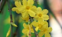 caule com 6 flores solitárias de jasmim-de-inverno, algumas flores com 5 pétalas - Jasminum nudiflorum jasmim-de-inverno: caule com 6 flores solitárias, algumas flores com 5 pétalas, carpelos visíveis no tubo - Jasminum nudiflorum