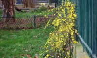 pequeno jasmim-de-inverno, com abundante floração, treliçado a uma grade, num jardim público - Jasminum nudiflorum pequeno jasmim-de-inverno, com abundante floração, treliçado a uma grade, num jardim público - Jasminum nudiflorum