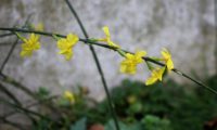 aspecto de um caule pendente de jasmim-de-inverno percorrido por 7 flores solitárias - Jasminum nudiflorum aspecto de um caule pendente de jasmim-de-inverno, com 7 flores solitárias - Jasminum nudiflorum