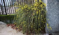 hábito do jasmim-de-inverno, com os caules tombantes em plena floração - Jasminum nudiflorum hábito do jasmim-de-inverno, em que os caules tombantes estão em plena floração - Jasminum nudiflorum