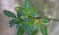 folhas trifoliadas nas quais o folíolo central é muito maior que os dois laterais de jasmim-de-inverno - Jasminum nudiflorum folhas trifoliadas, verde-escuro, nas quais o folíolo central é muito maior que os dois laterais de jasmim-de-inverno - Jasminum nudiflorum