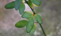 folhas trifoliadas de jasmim-de-inverno, com o folíolo central maior que os dois laterais - Jasminum nudiflorum folhas trifoliadas de jasmim-de-inverno, ligeiramente coriáceas, cujo folíolo central é maior que os dois laterais - Jasminum nudiflorum