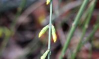 botões solitários e axilares de jasmim-de-inverno - Jasminum nudiflorum botões solitários e axilares de jasmim-de-inverno - Jasminum nudiflorum