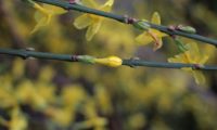 botão, amarelo-luminoso de jasmim-de-inverno, preste a desabrochar - Jasminum nudiflorum botão solitário de jasmim-de-inverno sobre caule tetragonal verde-escuro, preste a desabrochar - Jasminum nudiflorum
