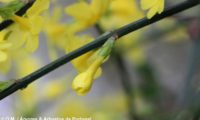 botão de jasmim-de-inverno com brácteas lanceoladas e avermelhadas bem visiveis a proteger o cálice, amarelo-luminoso, este, preste a abrir - Jasminum nudiflorum botão de jasmim-de-inverno com brácteas lanceoladas sendo as bases maculadas de vermelho, protegem o cálice, amarelo-luminoso, preste a abrir - Jasminum nudiflorum